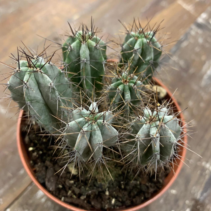 Bambini ferocactus