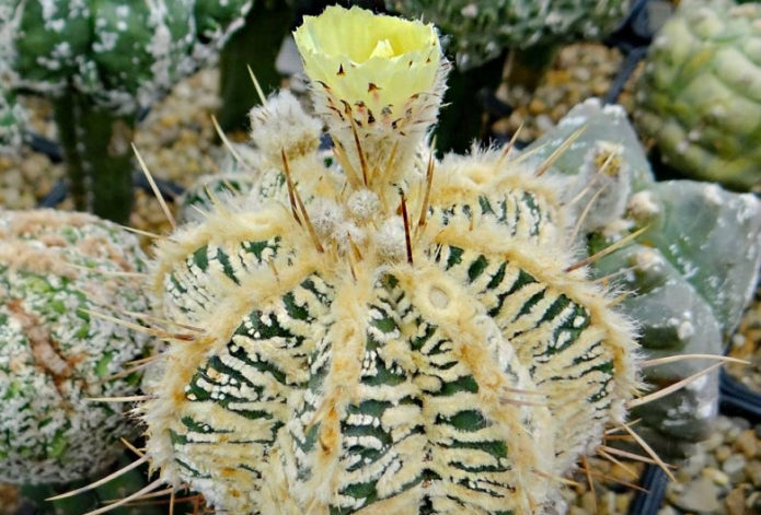 Astrophytum δασύτριχο ανθισμένο κίτρινο