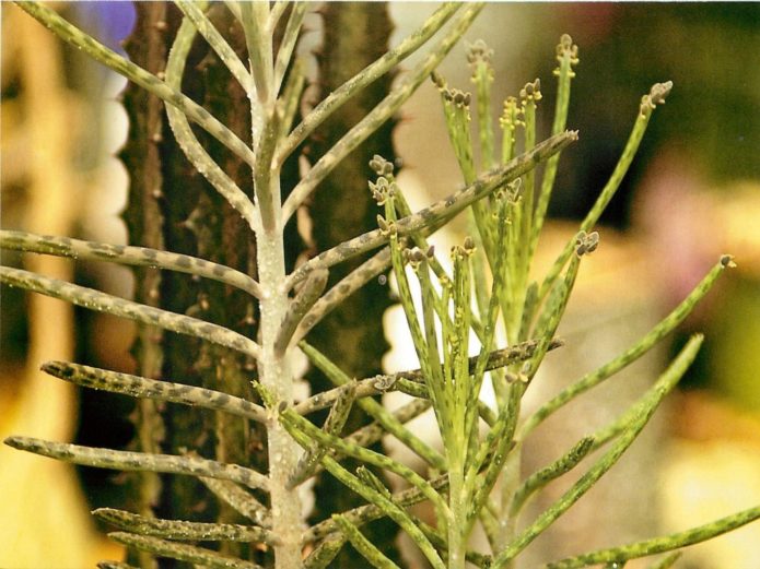 Bryophyllum rørblomstret