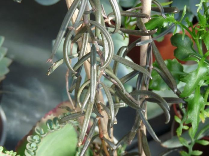 Bryophyllum Bufard