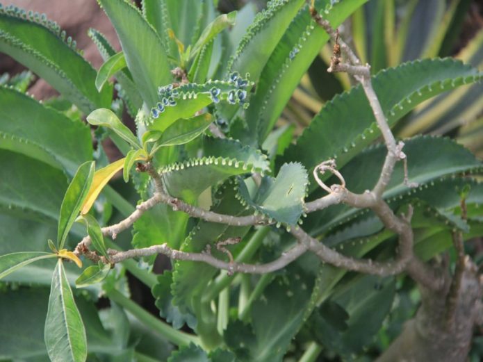 Bryophyllum pennate