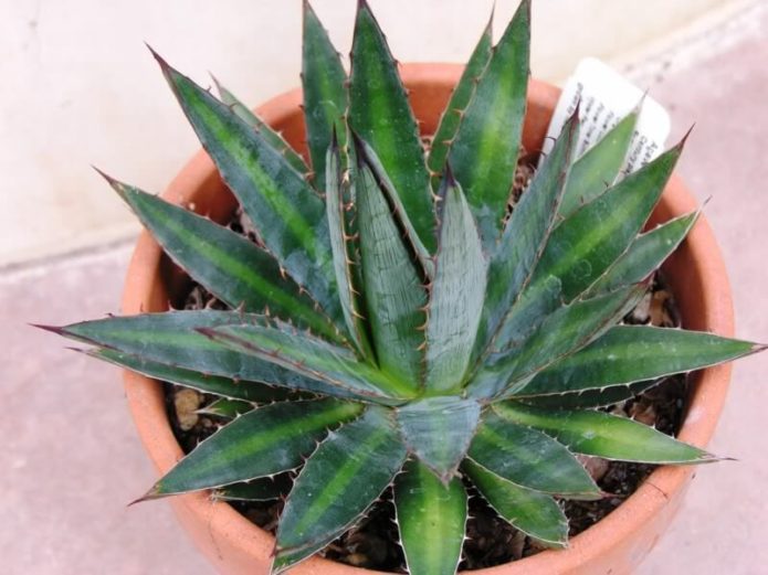 Agave angstaanjagend