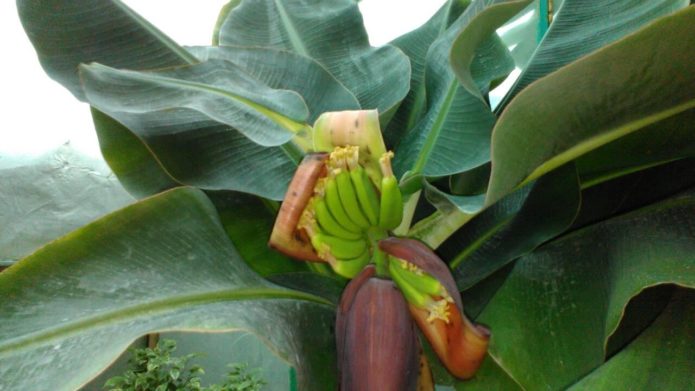 Kiovan banaani-kääpiö