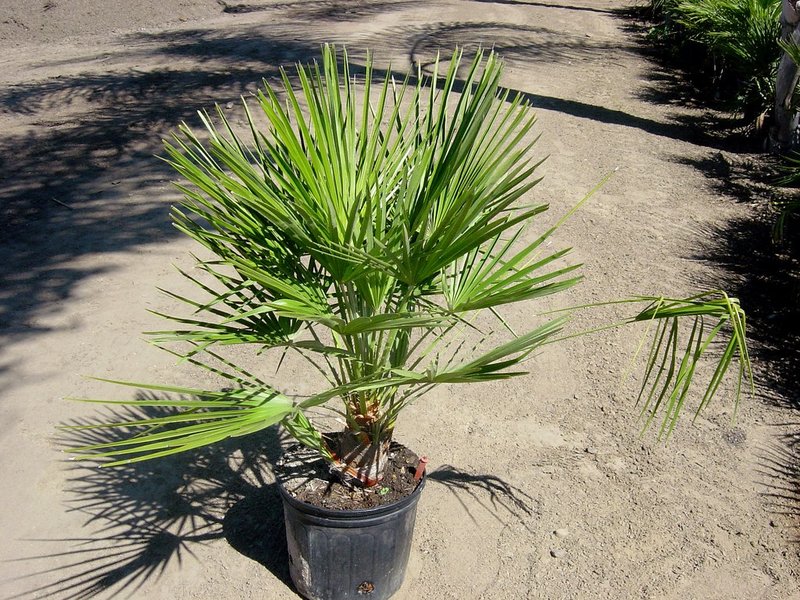 Palm hamerops: lumalaki at nagmamalasakit
