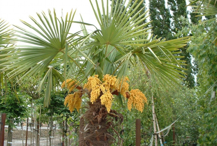 Palma fiorita di hamerops