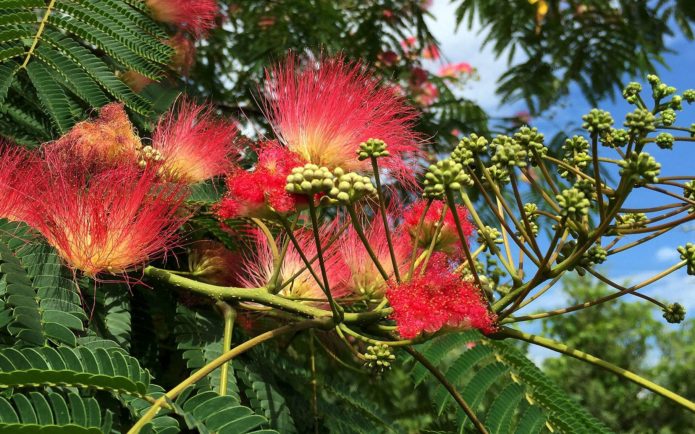 Blooming Lankaran acacia