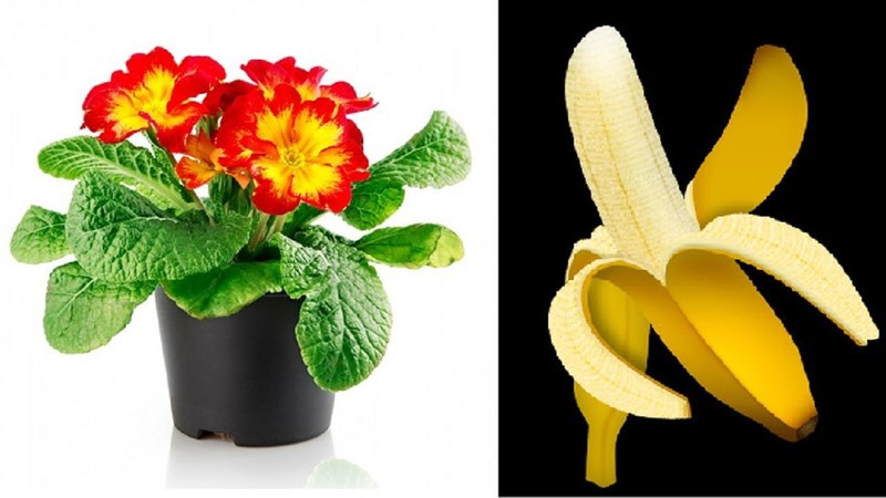 Bananskall som gjødsel i hagearbeid hjemme: når vil det være effektivt?