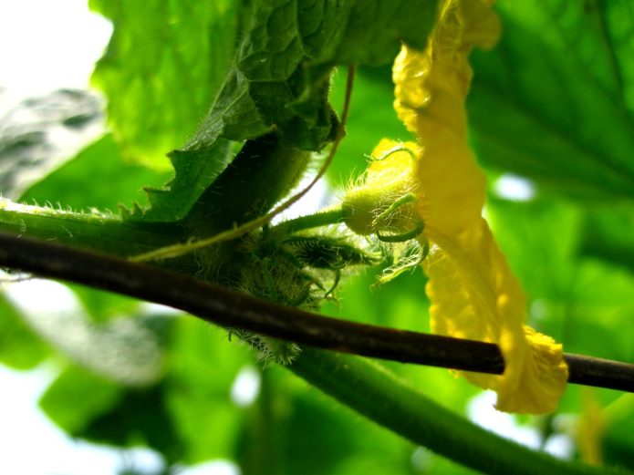 Onvruchtbare bloemen op komkommers