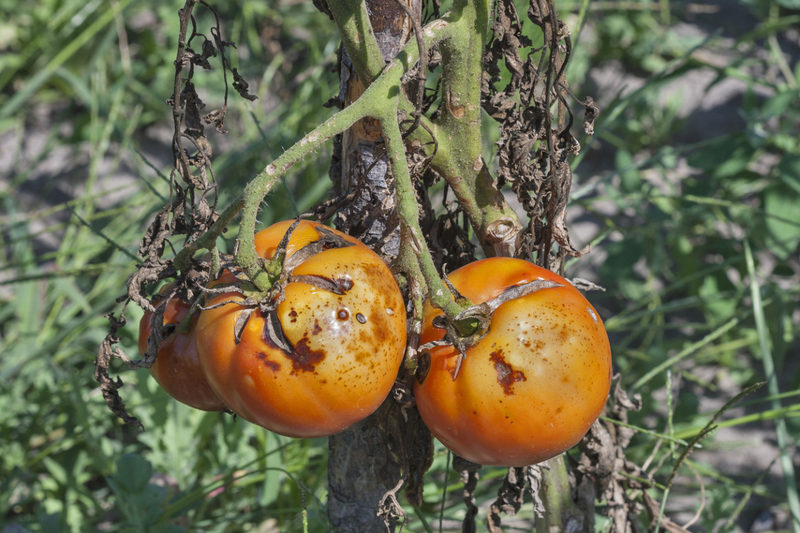 късна болест по доматите