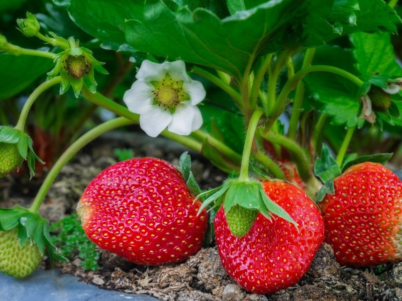 Hoe u op de juiste manier voor aardbeien zorgt na de laatste bessenoogst: regels voor het leggen van een goede oogst voor het volgende jaar