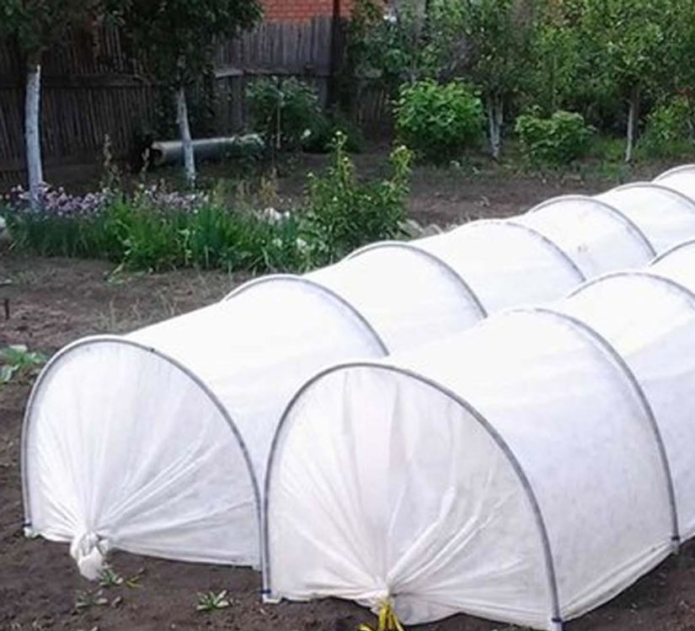 Mga greenhouse na may mga pipino