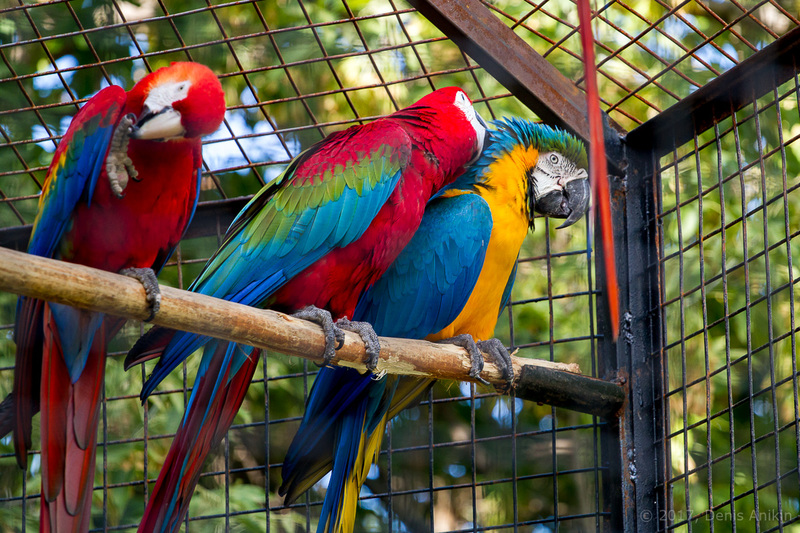 Burung beo macaw di dalam sangkar