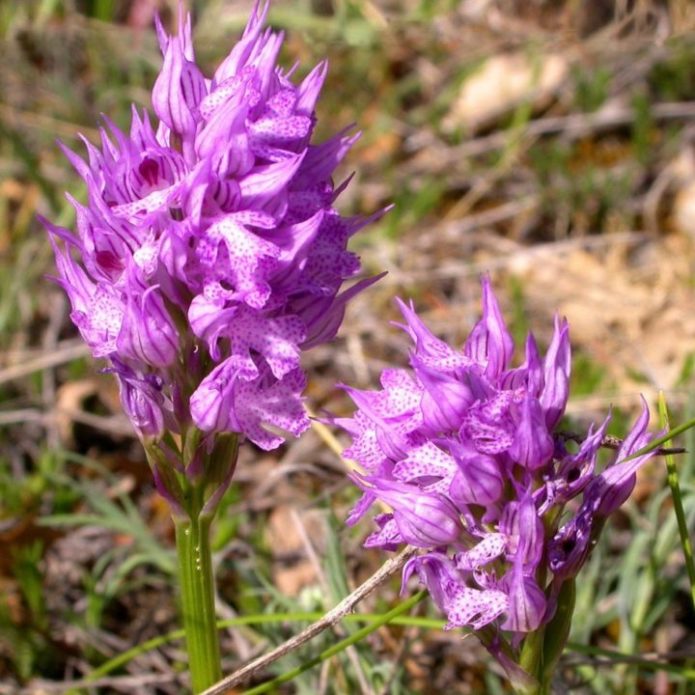 Orchis mannetje