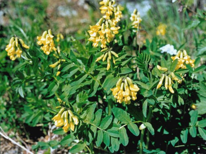 Astragalus bagienny