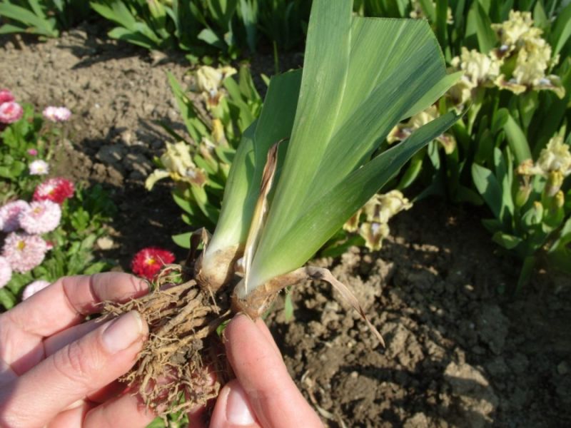 Wie man Iris im Herbst pflanzt, damit sie nächstes Jahr blüht