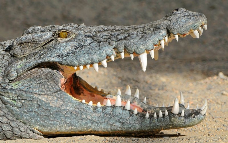 Преди милиони години сред крокодилите беше модерно да бъдеш веган.
