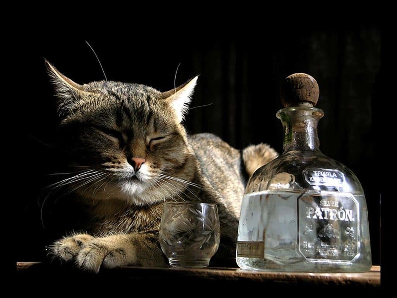 kucing vodka