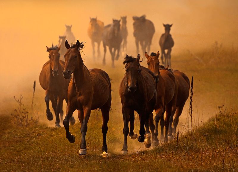 Коне на милион: заподозрени в кражба на 56 коня са задържани в Забайкалия