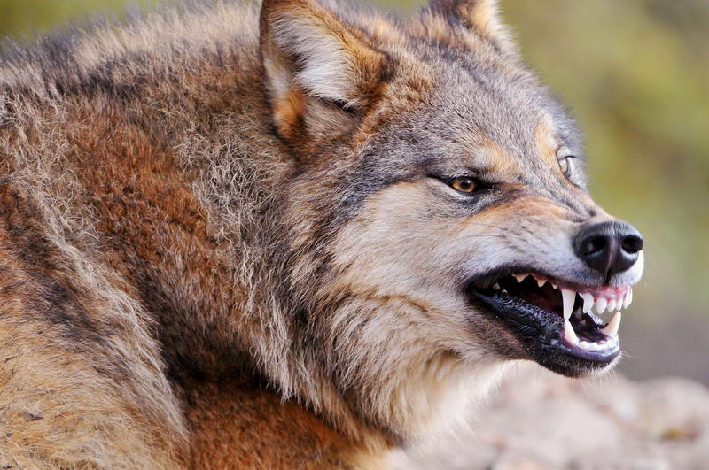 Cuidado, lobos: os residentes da aldeia Bashkir temem o ataque de animais selvagens