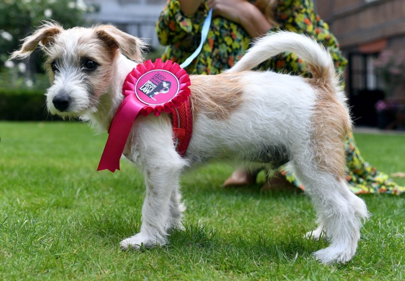 Великобритания: кученце се установява в резиденцията на премиера