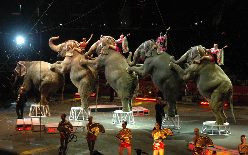 ελέφαντες τσίρκου