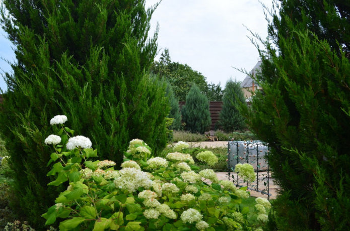 Hydrangea na may mga conifers