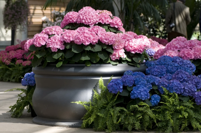Hydrangea in containers