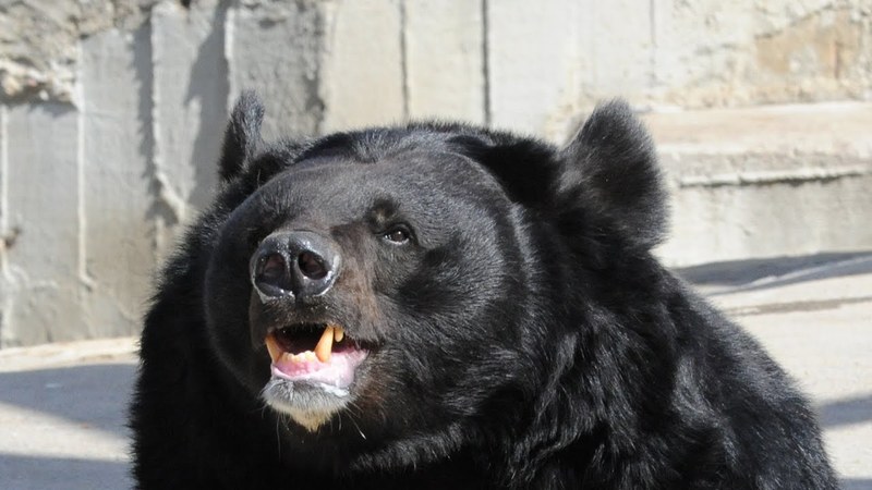 ¡Eh, lo bombearé!: Un oso del Himalaya está interesado en un camión viejo
