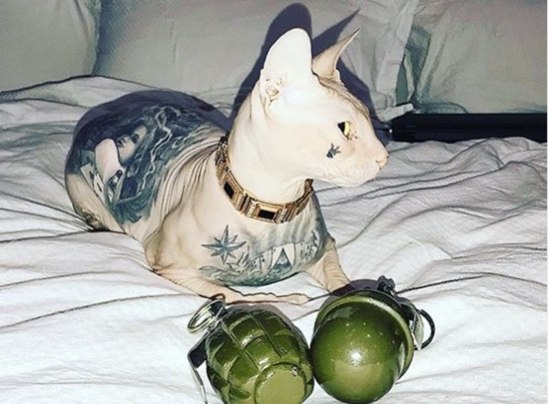 На гърдите - татуировка: известен блогър загуби котка