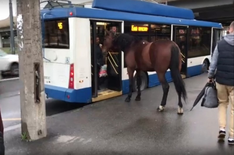horse trolleybus Petersburg