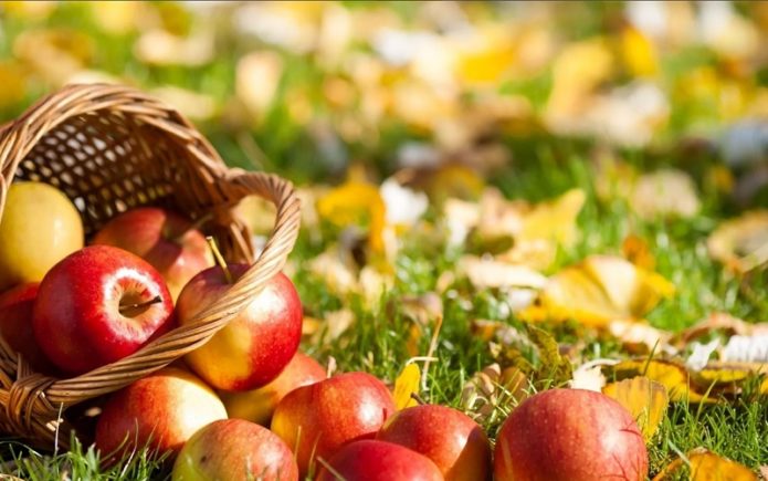 Jablka rozptýlená z koše na podzim