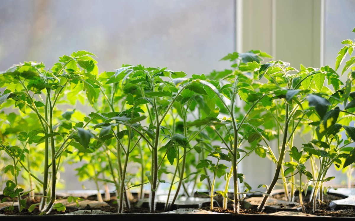 Sva gnojiva za sadnice rajčice: vrste gnojiva, kada i što je bolje hraniti