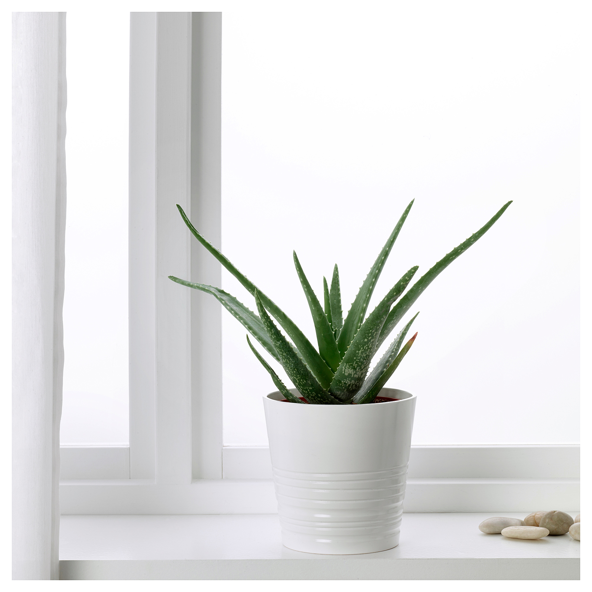 Aloe vera: menanam tanaman di rumah