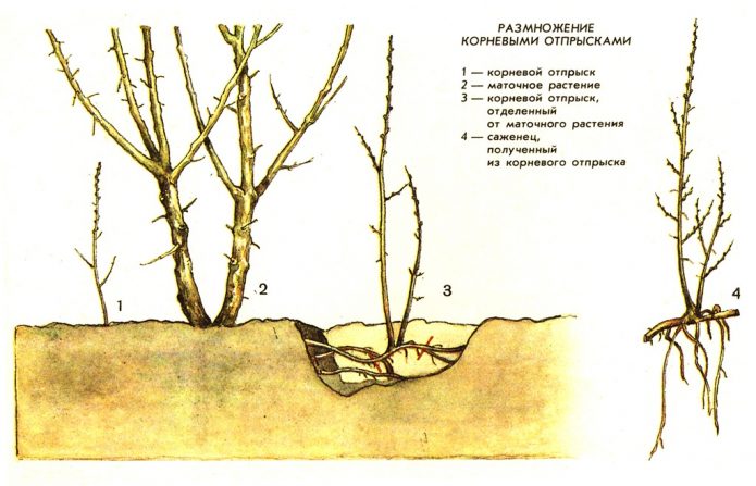 Reproducción de brotes de raíz de irgi.
