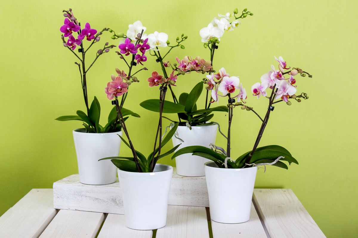 Orchideeëntransplantatie thuis: instructies, video, verzorging