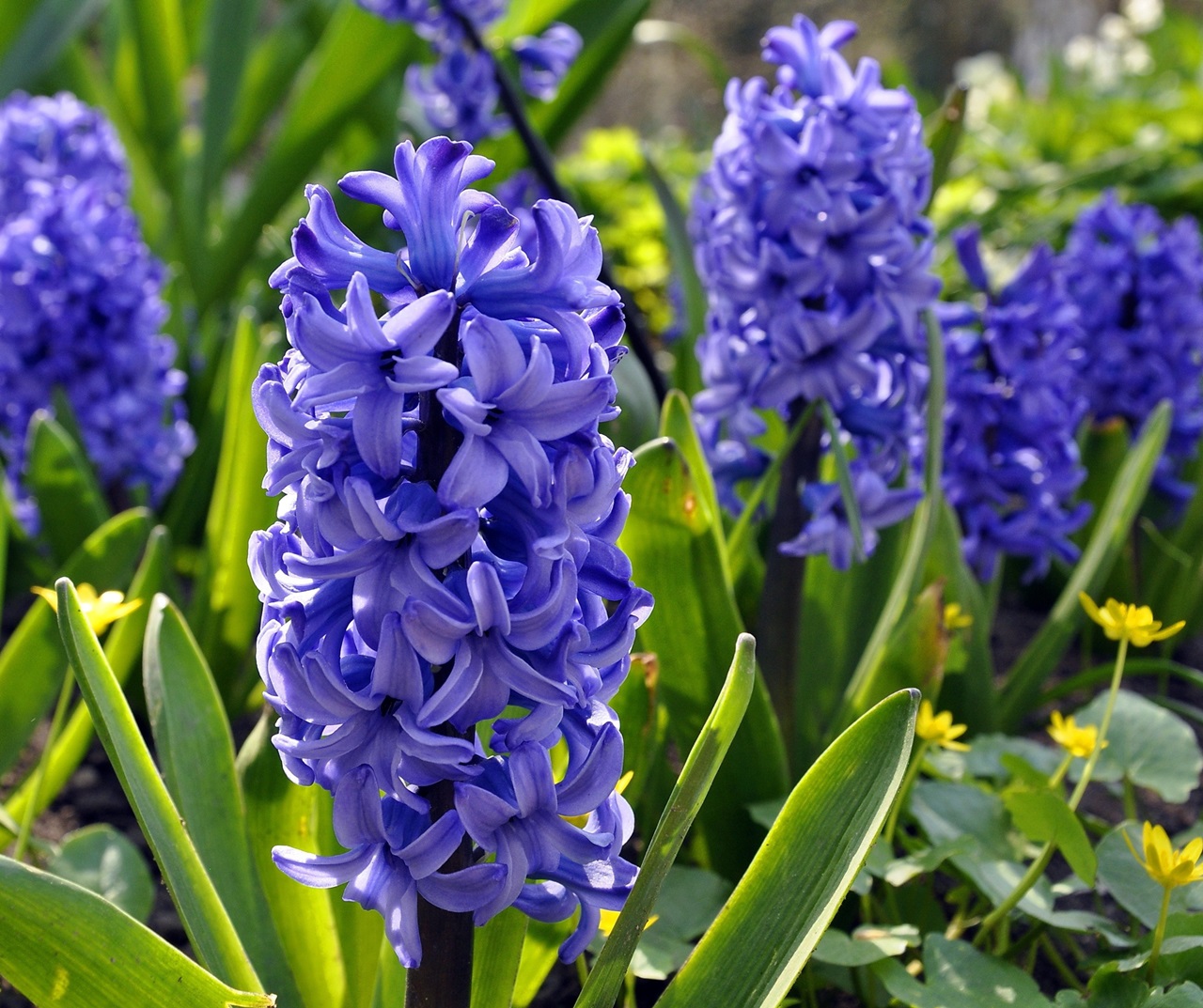 Hoe hyacint te verzorgen en wat te doen na de bloei