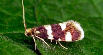 Currant bud moth sa isang dahon