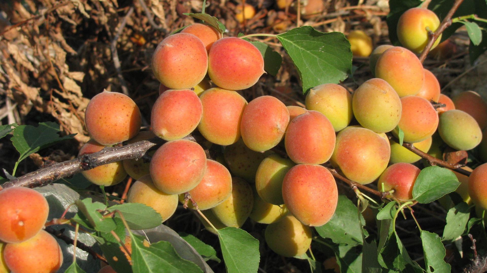 Apricot Saratov Ruby - lumalaban sa hamog na nagyelo at may pangako
