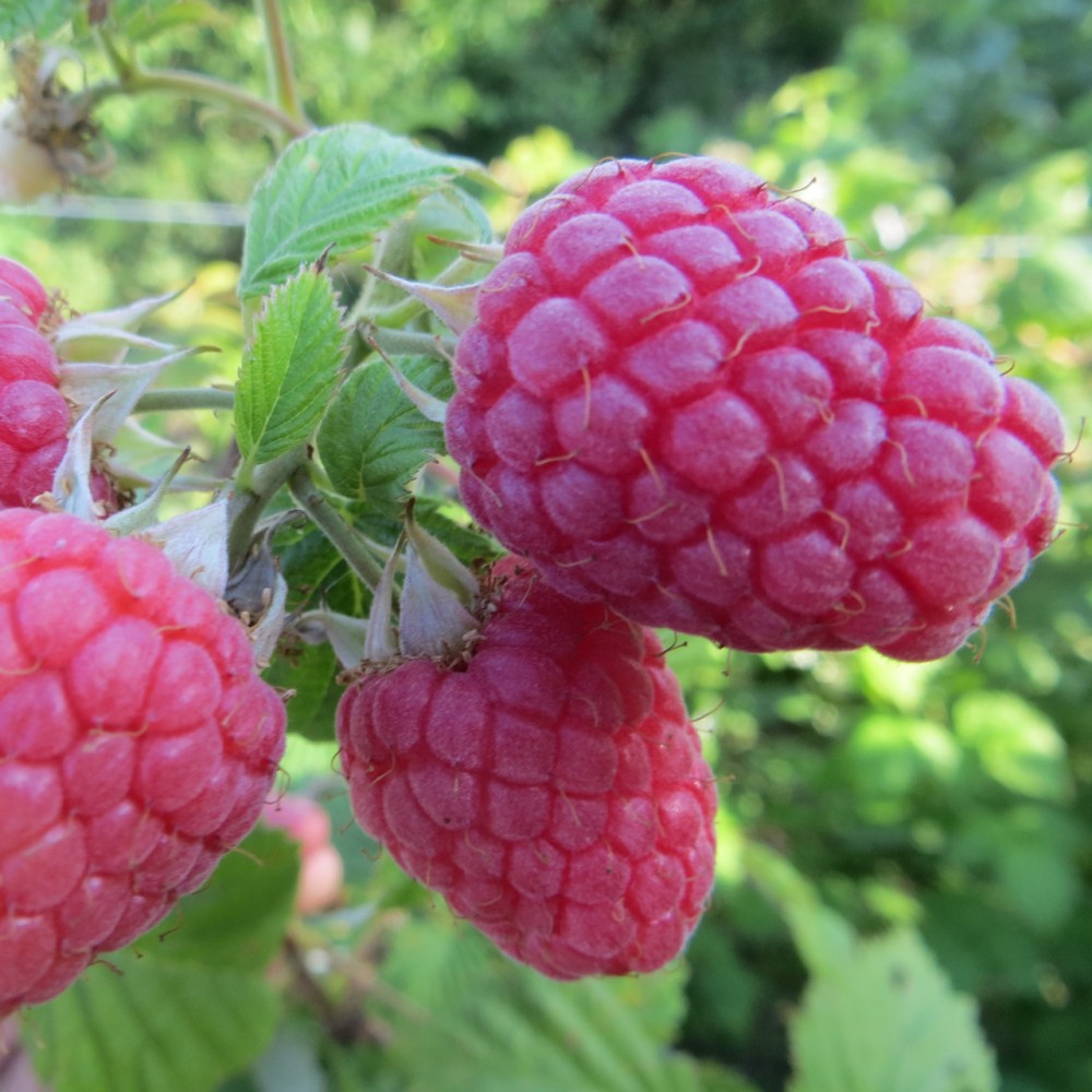 Raspberry Tarusa: pangunahing mga katangian at paglalarawan ng pagkakaiba-iba