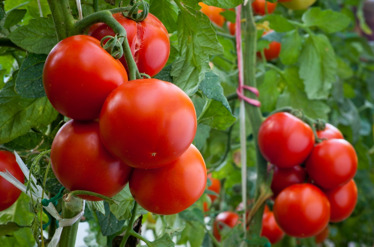 Pomodori: dalla semina alle piantine alla semina in giardino