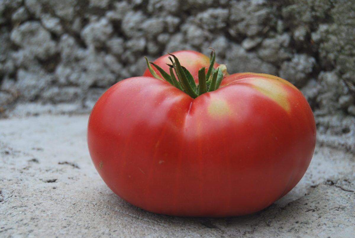 Pata de oso de tomate: descripción de la variedad, plantación y cuidado.
