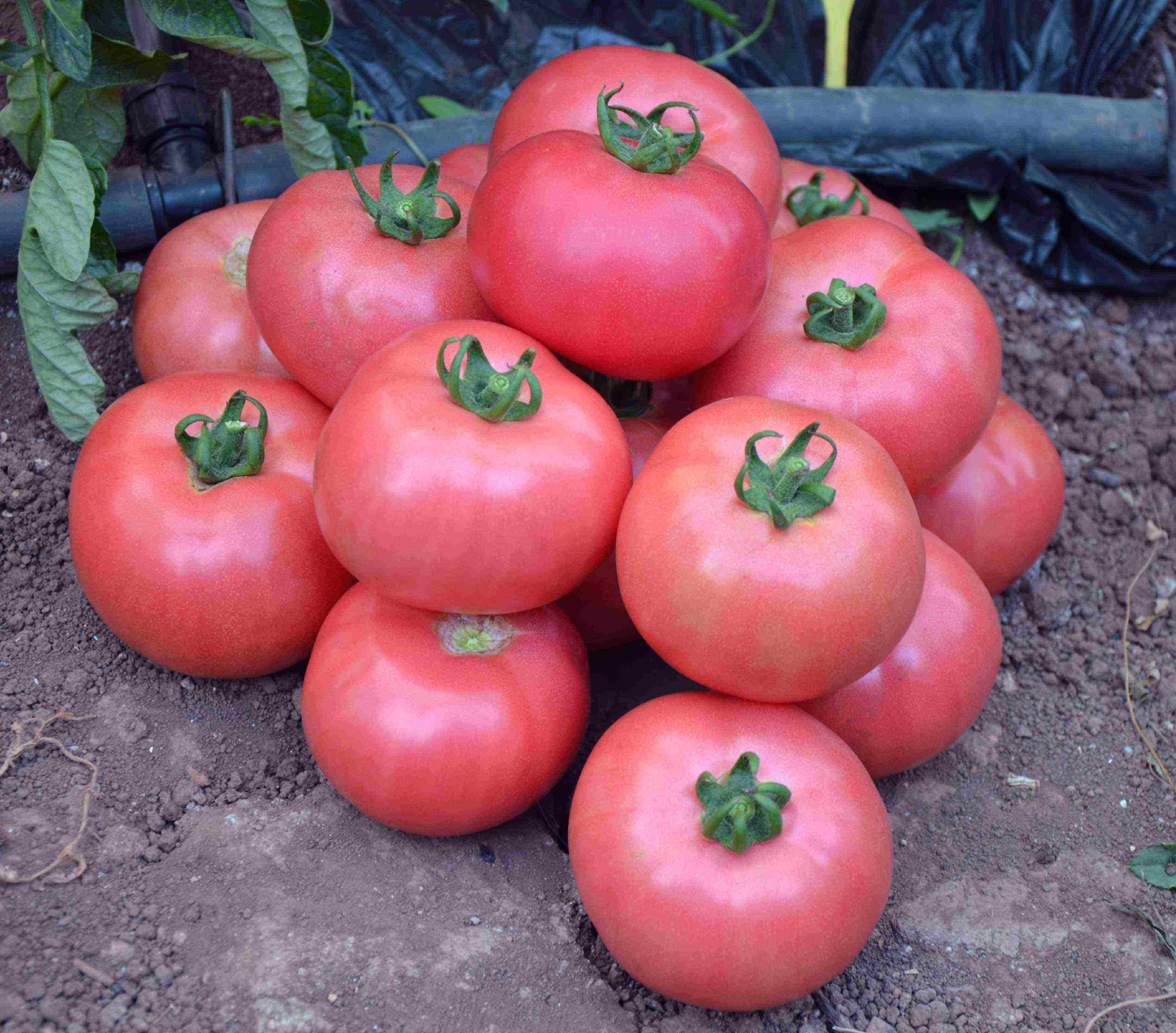 Къснозрели домати говеждо сърце: Как да отгледате най-добрия сорт салата