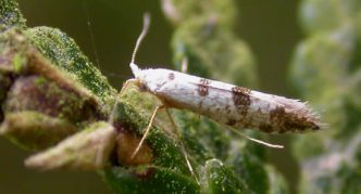 Thuya moth