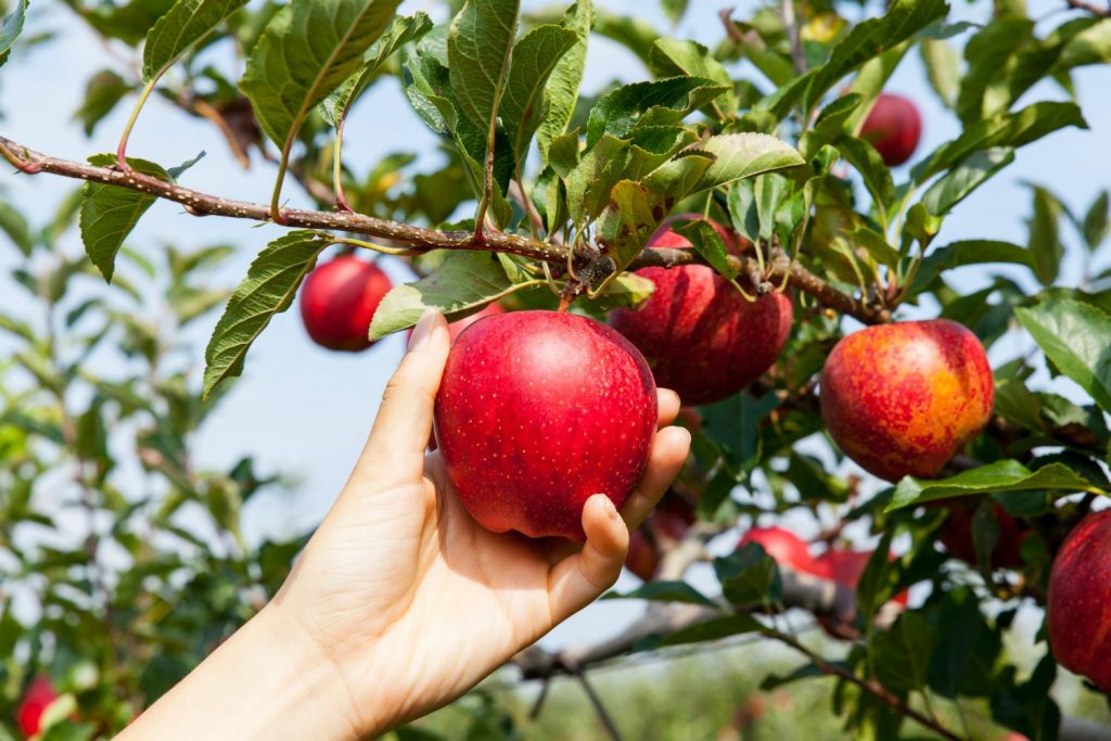 حصاد التفاح في سبتمبر