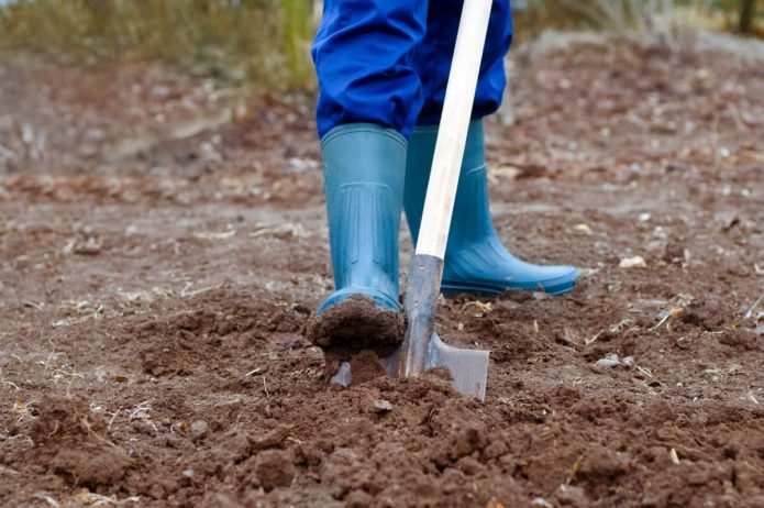 Fertilizing the soil before planting potatoes