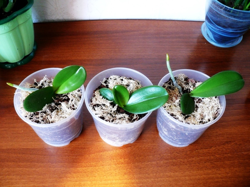 Reproductie van de phalaenopsis-orchidee thuis