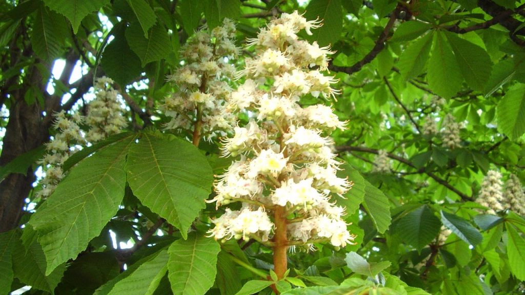 Pag-inflorescence ng kabayo sa chestnut