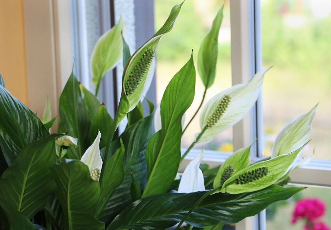 Стайни растения, които носят любов и семейно щастие в къщата