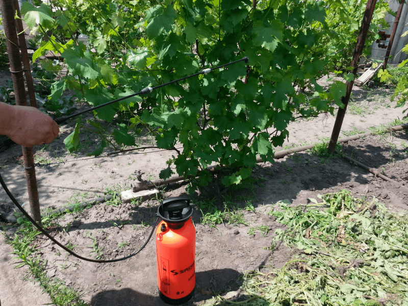 Пролетно листно подхранване на гроздето