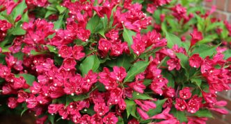 Weigela the Red Prince